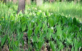 Plants, Flowers HD wallpaper
