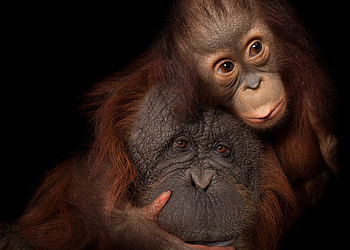 Original komar national geographic wandbild, Bornean orangutan, Captivating art, Nature's masterpiece HD wallpaper