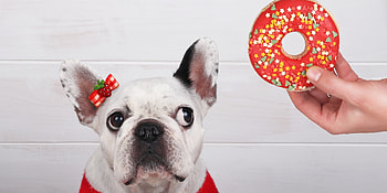Christmas treat, dog, animal, white, craciun, hand, christmas, red, face, funny, donut, caine HD wallpaper