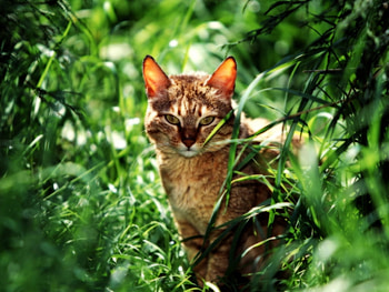 Cat in forest, kitten, cat, nature, forest HD wallpaper