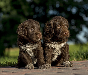 Adorable, puppies, dog HD wallpaper
