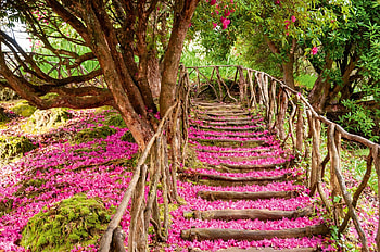 Madeira, Tropical paradise, Exotic flowers, Island getaway HD wallpaper