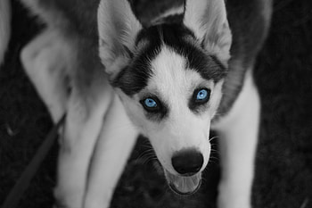 ultra Husky , Stunning visual appeal, High-resolution beauty, Breathtaking backgrounds HD wallpaper