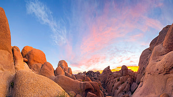Joshua Tree, Stunning , Captivating backgrounds, Natural beauty HD wallpaper