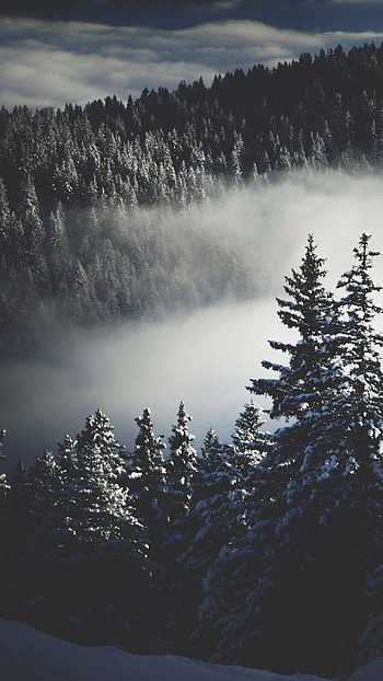 Misty Winter Pines — , winter, forest, nature, fog HD phone wallpaper