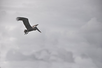 Animals, Clouds, Bird, Flight, Pelican HD wallpaper