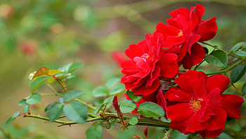 Red Roses, blooming, leaves, petals, blossoms, garden HD wallpaper