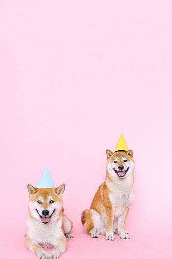Two happy Shiba Inu dogs wearing party hats on a pink background, perfect for festive animal themes. HD phone wallpaper