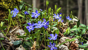 Flowers, colors, nature, plants HD wallpaper