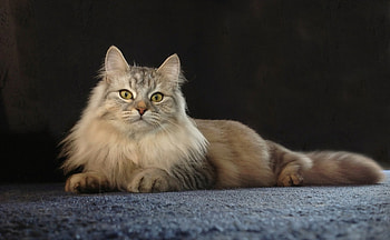 Kitty, pussy, cat, purr HD wallpaper