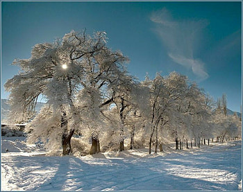 White Trees, trees, cool, white HD wallpaper
