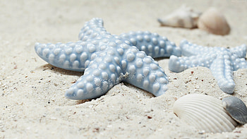Starfish, , view, Stunning nature HD wallpaper