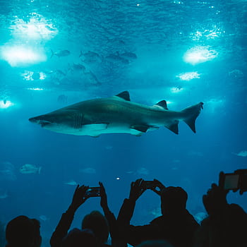Large shark gracefully swimming in aquarium as people take with their s. HD phone wallpaper