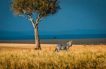 Kenya graphy, Wildlife wonders, African landscapes, Stunning nature HD wallpaper