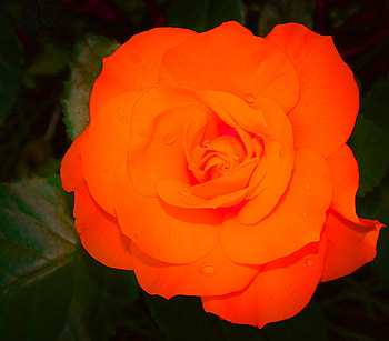 ROSE, PETALS, LEAVES, NATURE, COLORS HD wallpaper