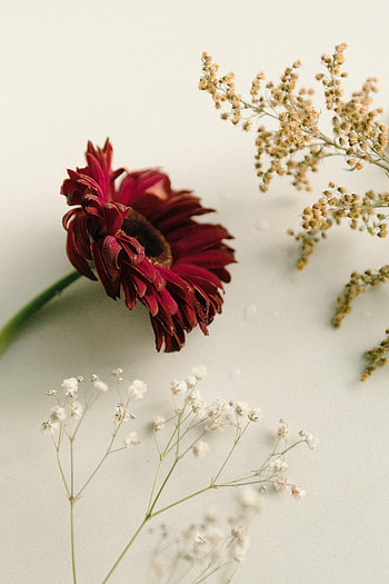 Plants, Flowers, Brown HD phone wallpaper