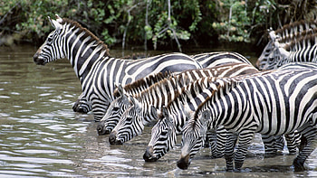 Animals, Water, Zebra, Drink, Herd, Thirst HD wallpaper