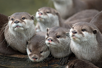Animals, Otters, Sight, Opinion, Family HD wallpaper