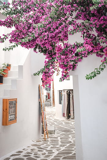 que Greek walkway adorned with vibrant bougainvillea and whitewashed walls. HD phone wallpaper