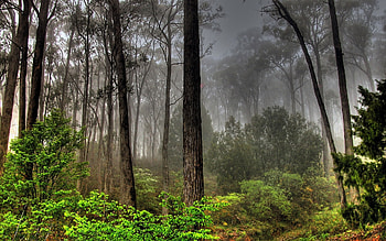 Landscape, Nature, Trees HD wallpaper