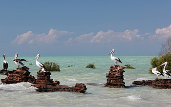 Pelican, bird, water, rock HD wallpaper