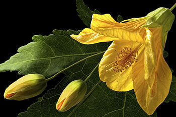 Yellow hibiscus, summer, yellow, green, flower, exotic, hibiscus, vara HD wallpaper