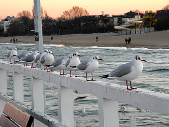 Animals, Seagulls, Bridge, Handrail HD wallpaper