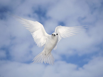 Bird, animal, r, fd HD wallpaper