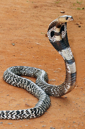 Snake artistry, Captivating reptile wonders, Stunning snake , Nature's magic HD phone wallpaper