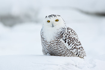 Funny, Animals, Owl, Bird, Eagle Owl HD wallpaper