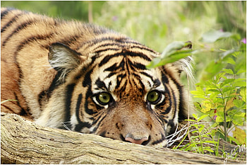 You-cant-see-me, animal, wood, tiger, wildcat, eyes, bigcat HD wallpaper