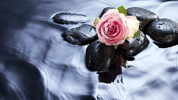 Plants, Flowers, Water, Stones, Roses HD wallpaper