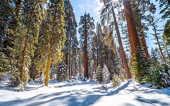 Sequoias at Winter, winter, America, forest, snow, national park HD wallpaper