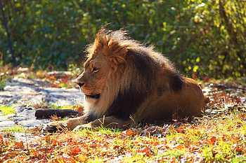 Animals, Autumn, Lion, Predator, Foliage HD wallpaper
