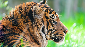 Green grass backdrop, Wild tiger charm, Natural beauty, Dynamic HD wallpaper