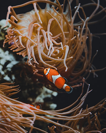 Animals, Coral, Clown Fish, Fish, Seaweed, Algae, Underwater, Submarine, Reef, Fish Clown HD phone wallpaper