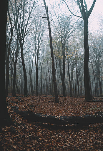 Nature, Trees, Autumn, Forest, Fog, Foliage HD phone wallpaper
