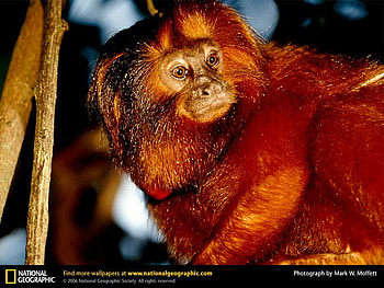 Golden Lion Tamarin, primates, tamarins, animals HD wallpaper