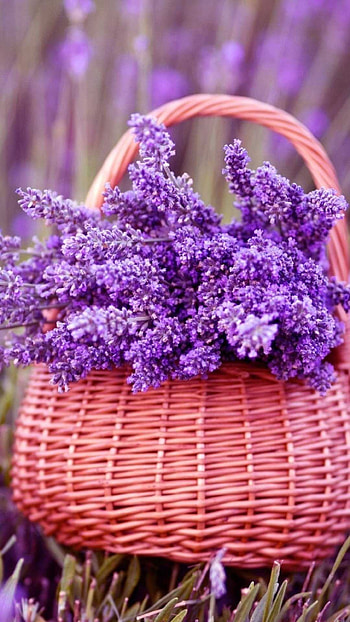 Lavender , Serene beauty, Floral elegance HD phone wallpaper