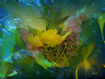 flower HD wallpaper