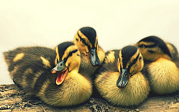 Animals, Birds, Young, Spotted, Cubs, Ducklings HD wallpaper