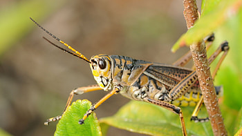 Grasshoppers, Usu, Wildlife, Nature HD wallpaper