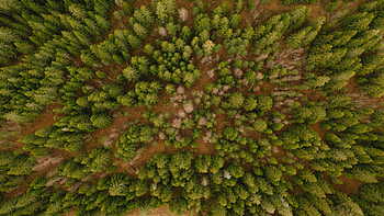 Nature, Trees, View From Above, Forest HD wallpaper