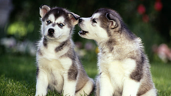 Animals, Dogs HD wallpaper