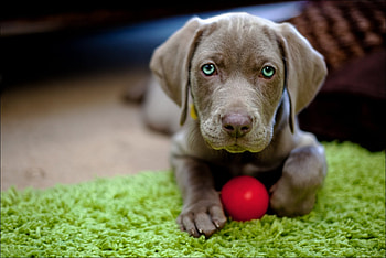 Animals, Dog, Muzzle, Toy, Ball, Puppy HD wallpaper