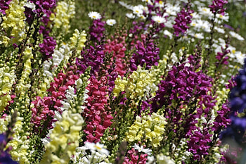 Flowers, Multicolored, Motley, Sharpness, Snapdragon HD wallpaper