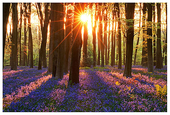 Spring, beautiful, nature, sun, floers HD wallpaper
