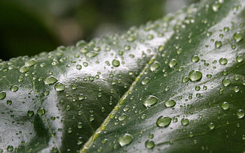 Drops, Macro, Sheet, Leaf, Moisture, Dew HD wallpaper