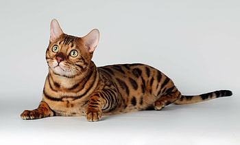 Exotic spotted bengal cats, Marbles patterns, , Perfect for HD wallpaper