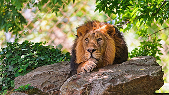 Animals, Grass, Rock, To Lie Down, Lie, Lion, Stone HD wallpaper